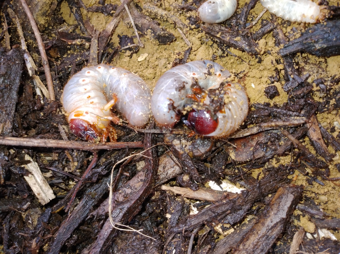 北海道キャンプ場造りクワガタ幼虫